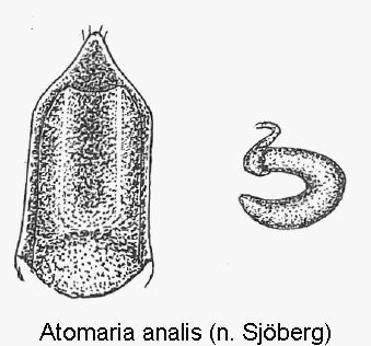 ATOMARIA ANALIS1