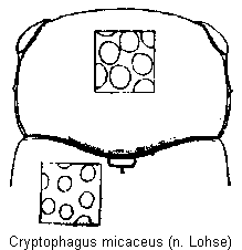 CRYPTOPHAGUS MICACEUS