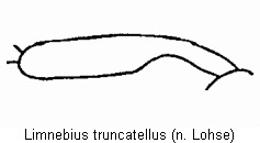 LIMNEBIUS TRUNCATELLUS