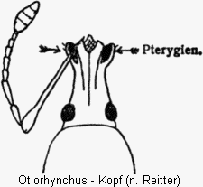 OTIORHYNCHUS K
