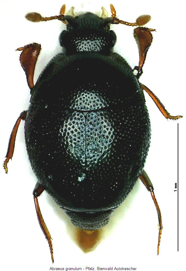 ABRAEUS GRANULUM