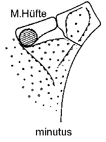 ACRITUS1.GIF