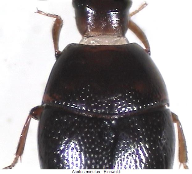 ACRITUS MINUTUS