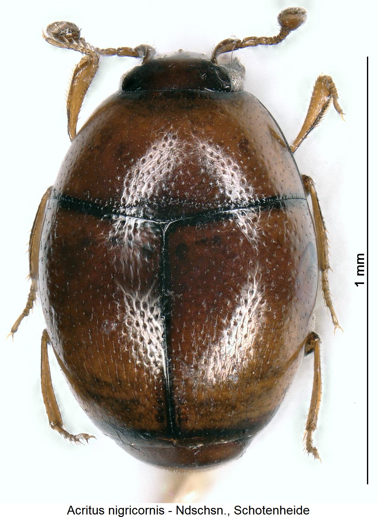 ACRITUS NIGRICORNIS