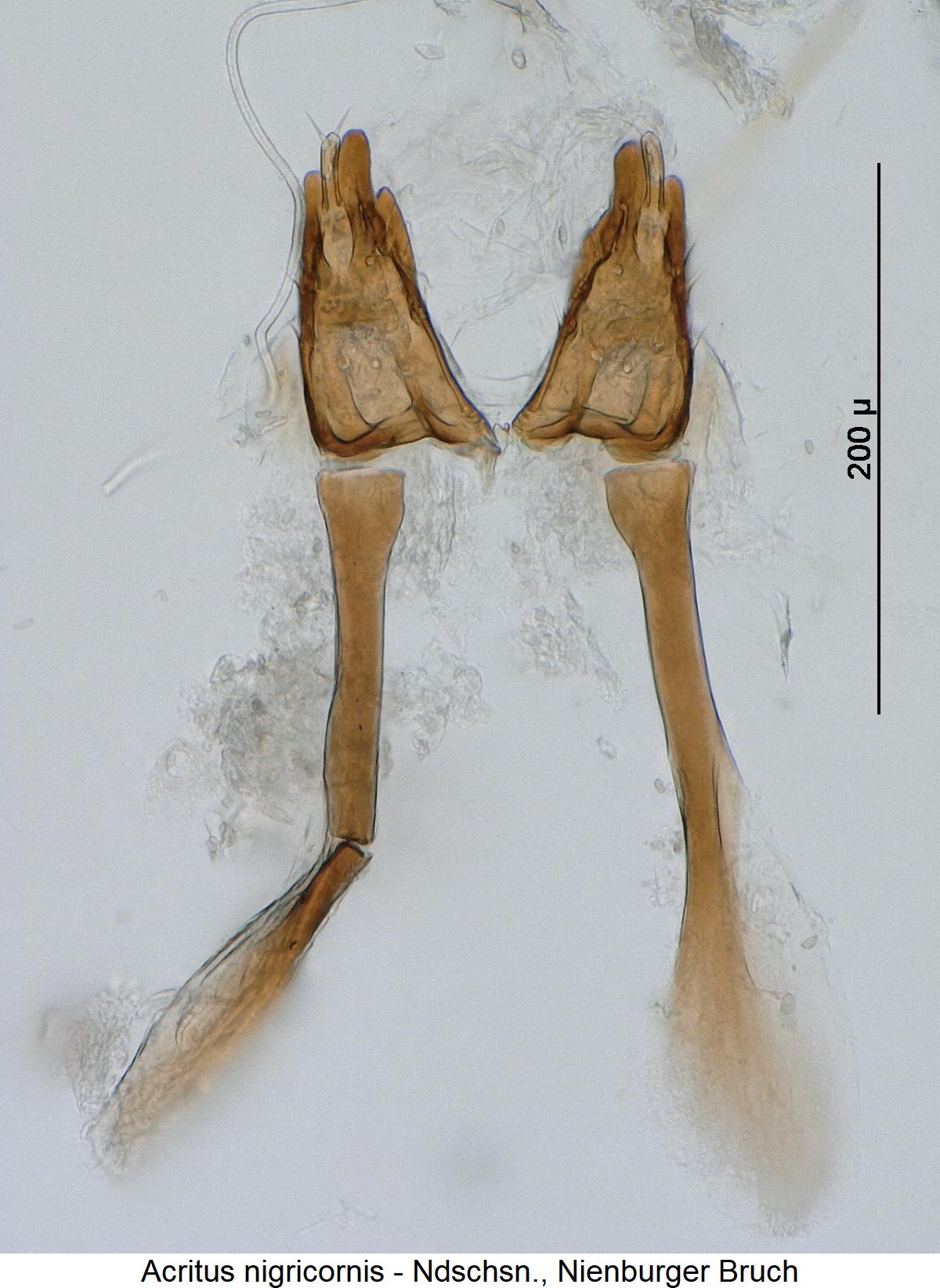 ACRITUS NIGRICORNIS