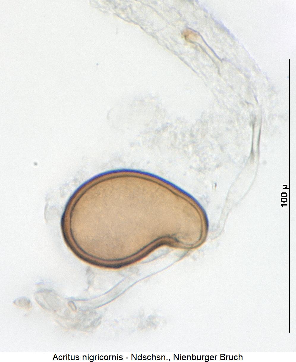 ACRITUS NIGRICORNIS