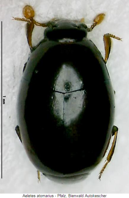 AELETES ATOMARIUS