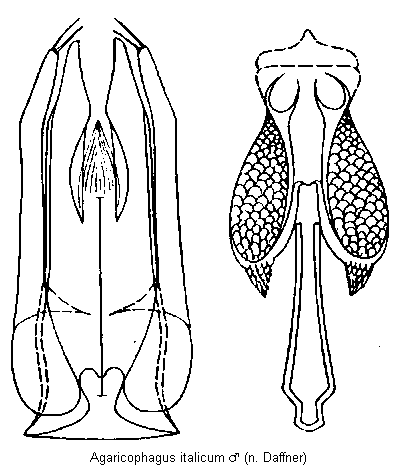 AGARICOPHAGUS ITALICUM.GIF