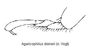 AGARICOPHILUS DIENERI