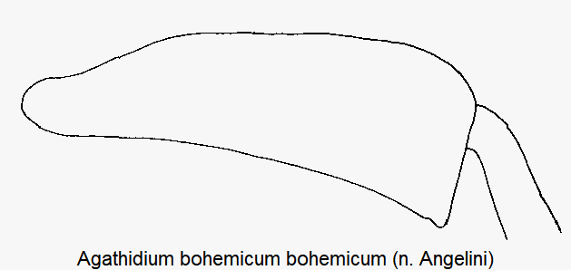 AGATHIDIUM BOHEMICUM