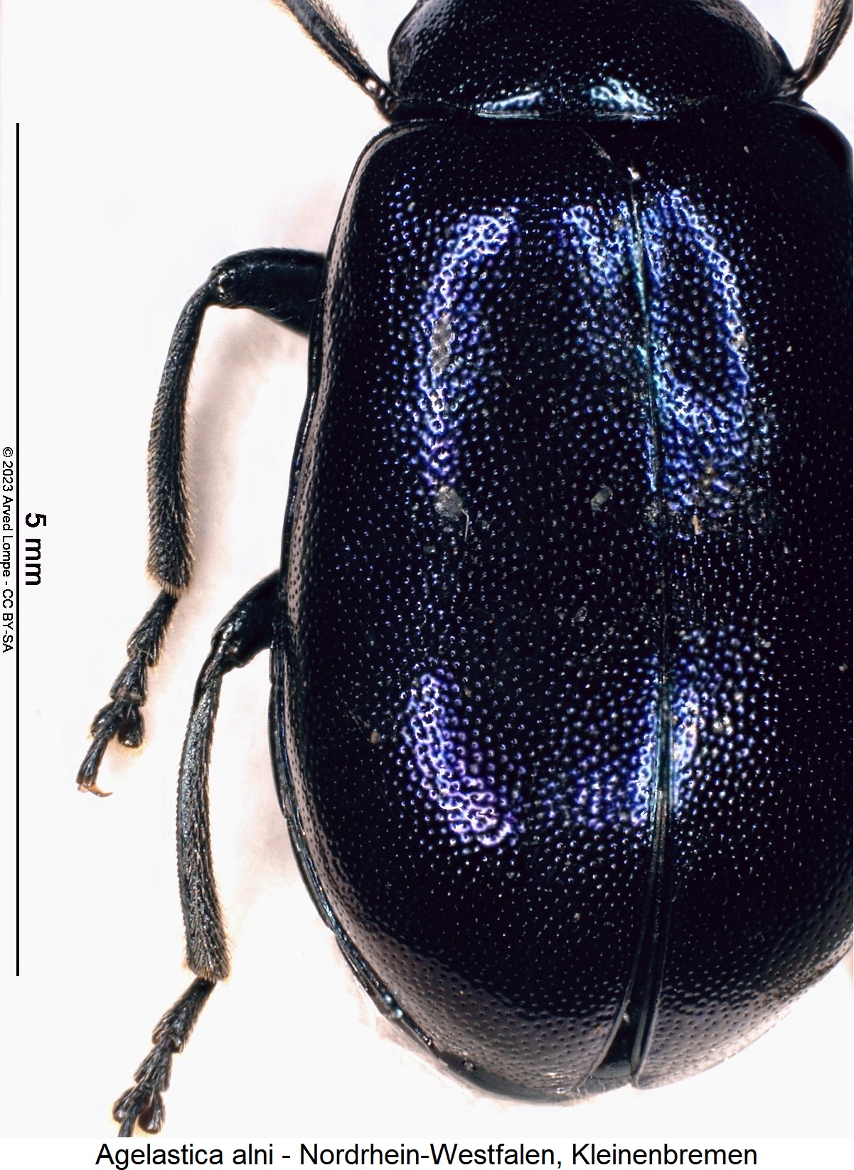 AGELASTICA ALNI