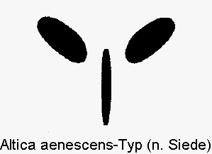 ALTICA AENESCENS-TYP