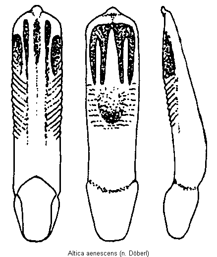ALTICA AENESCENS2