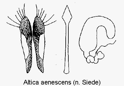 ALTICA AENESCENS