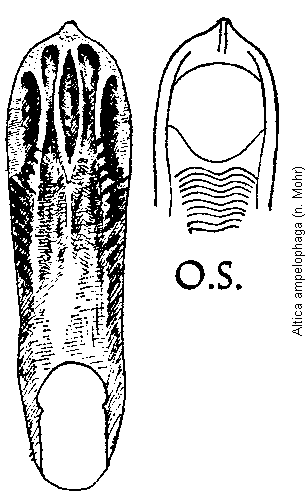ALTICA AMPELOPHAGA