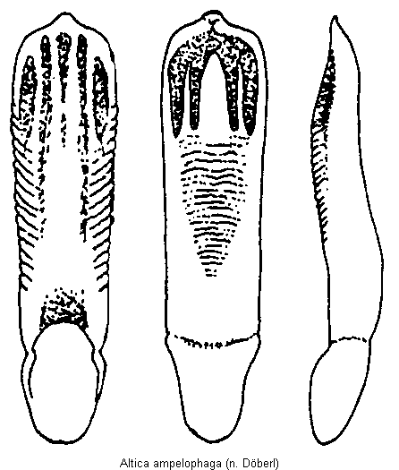 ALTICA AMPELOPHAGA2