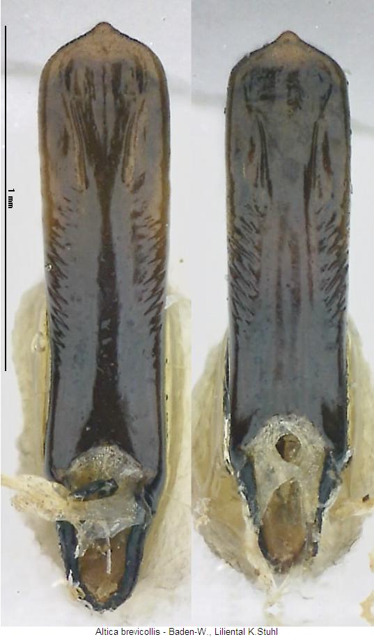 ALTICA BREVICOLLIS1