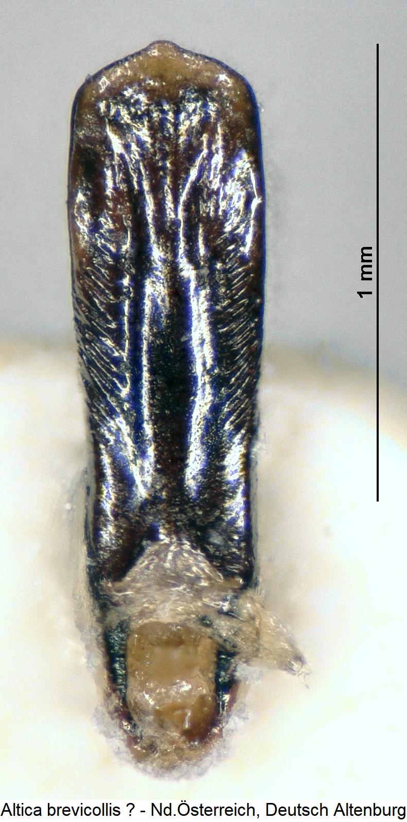 ALTICA BREVICOLLIS3