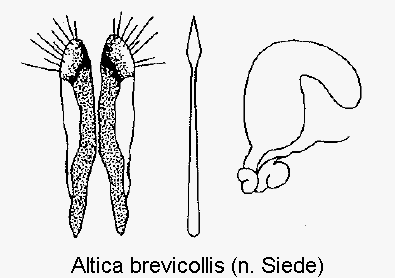 ALTICA BREVICOLLIS