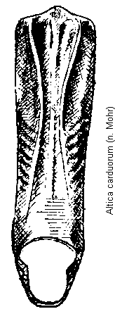ALTICA CARDUORUM
