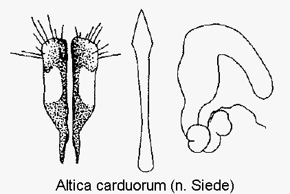 ALTICA CARDUORUM