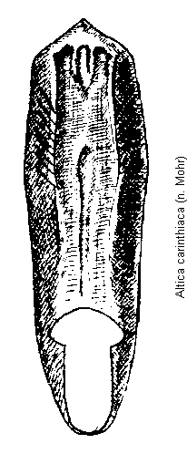 ALTICA CARINTHIACA