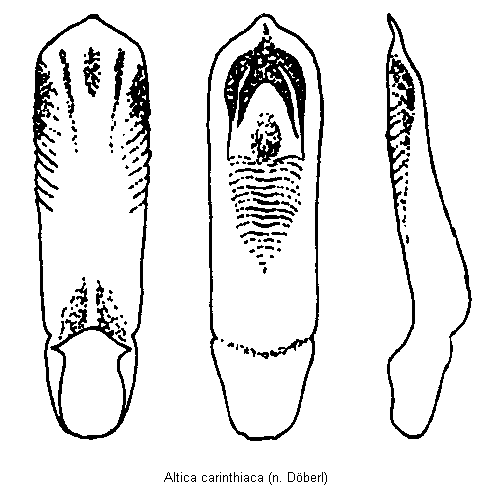 ALTICA CARINTHIACA2