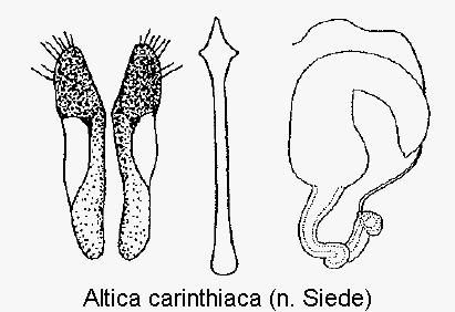 ALTICA CARINTHIACA