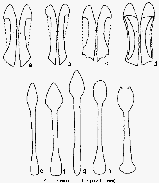 ALTICA CHAMAENERII