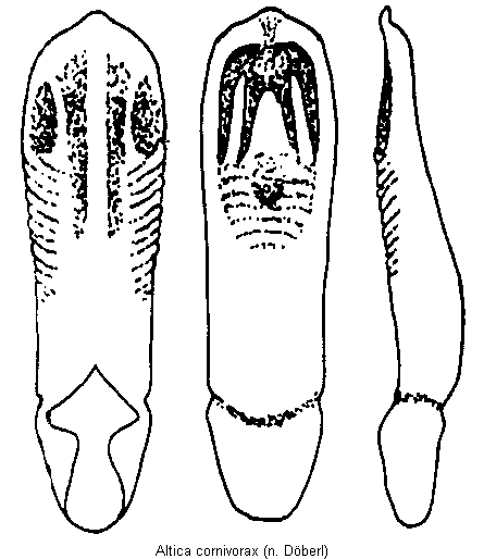 ALTICA CORNIVORAX