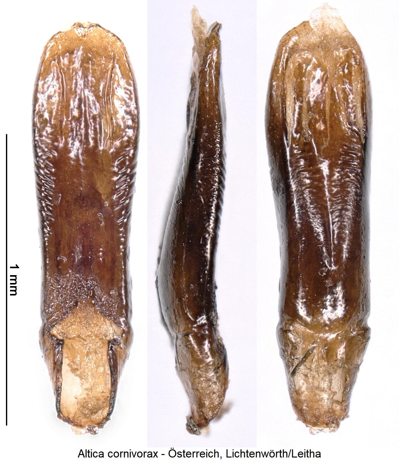 ALTICA CORNIVORAX