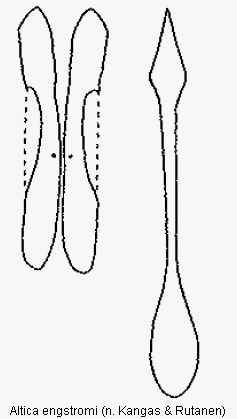 ALTICA ENGSTROMI