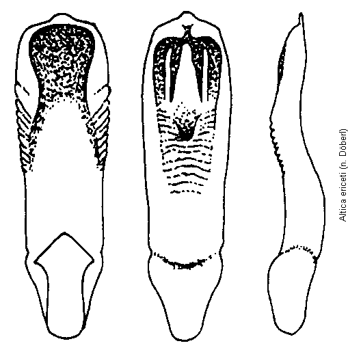 ALTICA ERICETI2