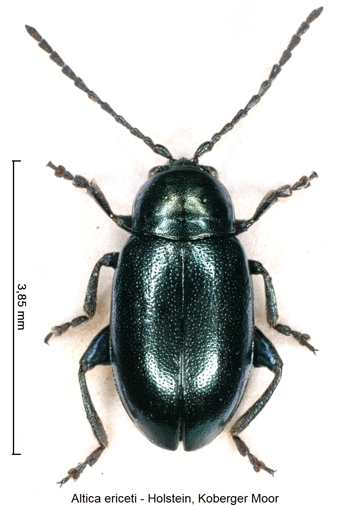 ALTICA ERICETI