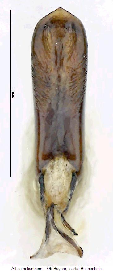 ALTICA HELIANTHEMI