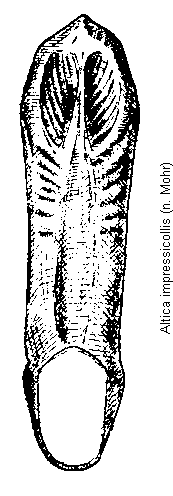 ALTICA IMPRESSICOLLIS