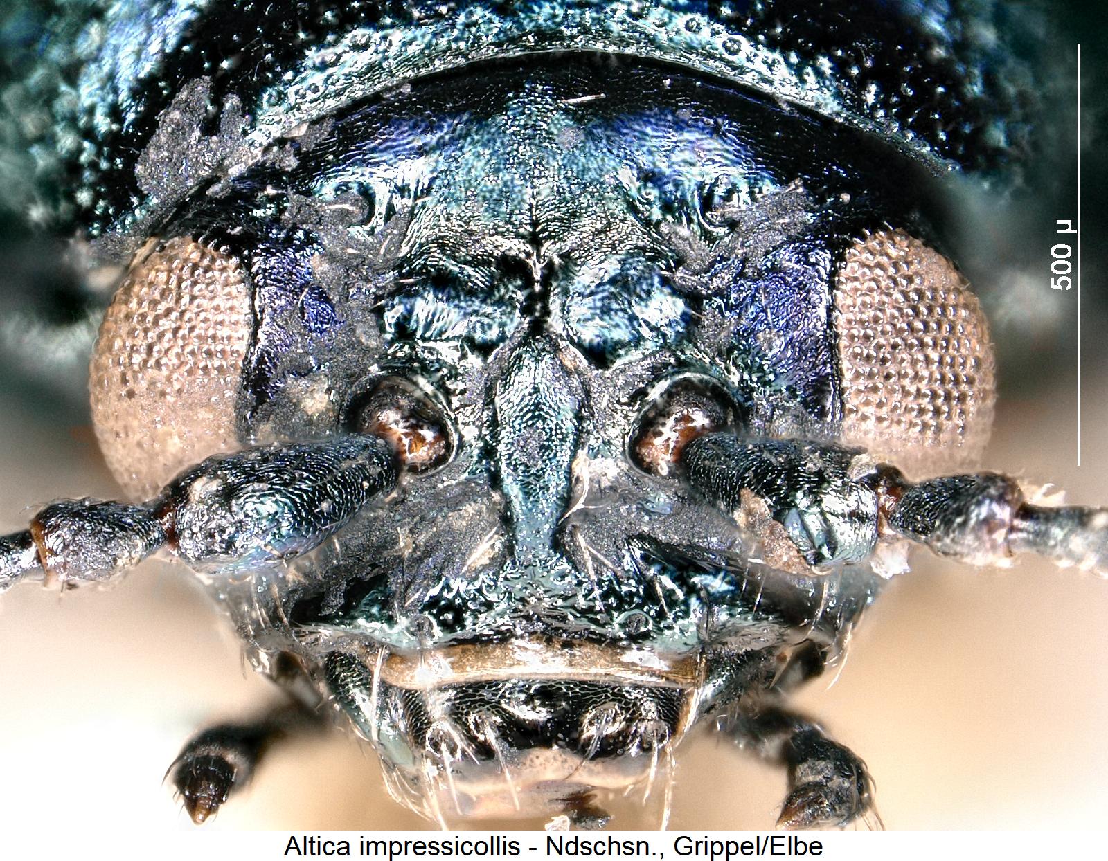 ALTICA IMPRESSICOLLIS