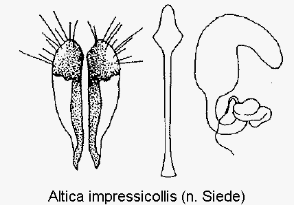 ALTICA IMPRESSICOLLIS