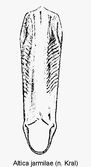 ALTICA JARMILAE1