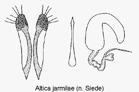 ALTICA JARMILAE