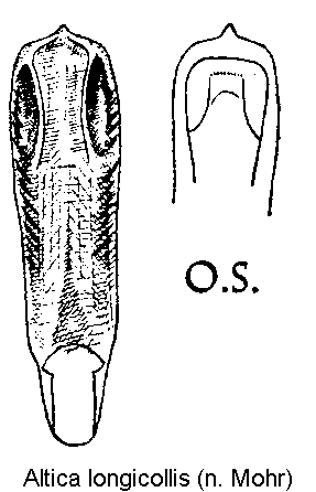 ALTICA LONGICOLLIS