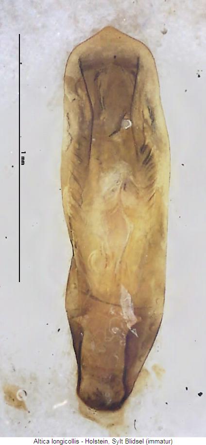 ALTICA LONGICOLLIS