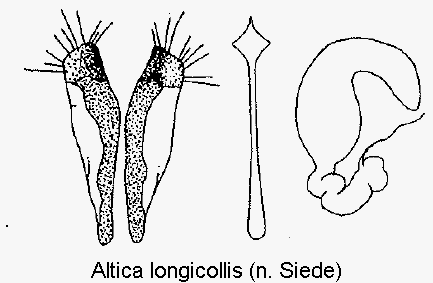 ALTICA LONGICOLLIS