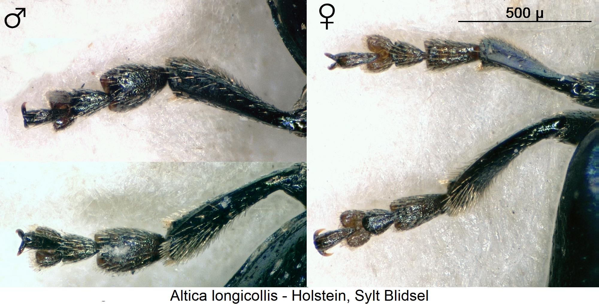 ALTICA LONGICOLLIS