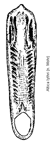 ALTICA LYTHRI