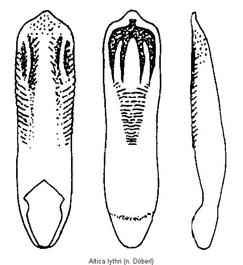 ALTICA LYTHRI2