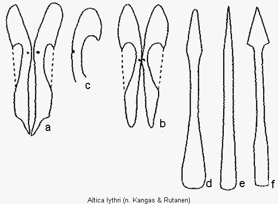 ALTICA LYTHRI