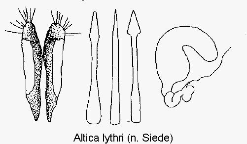 ALTICA LYTHRI