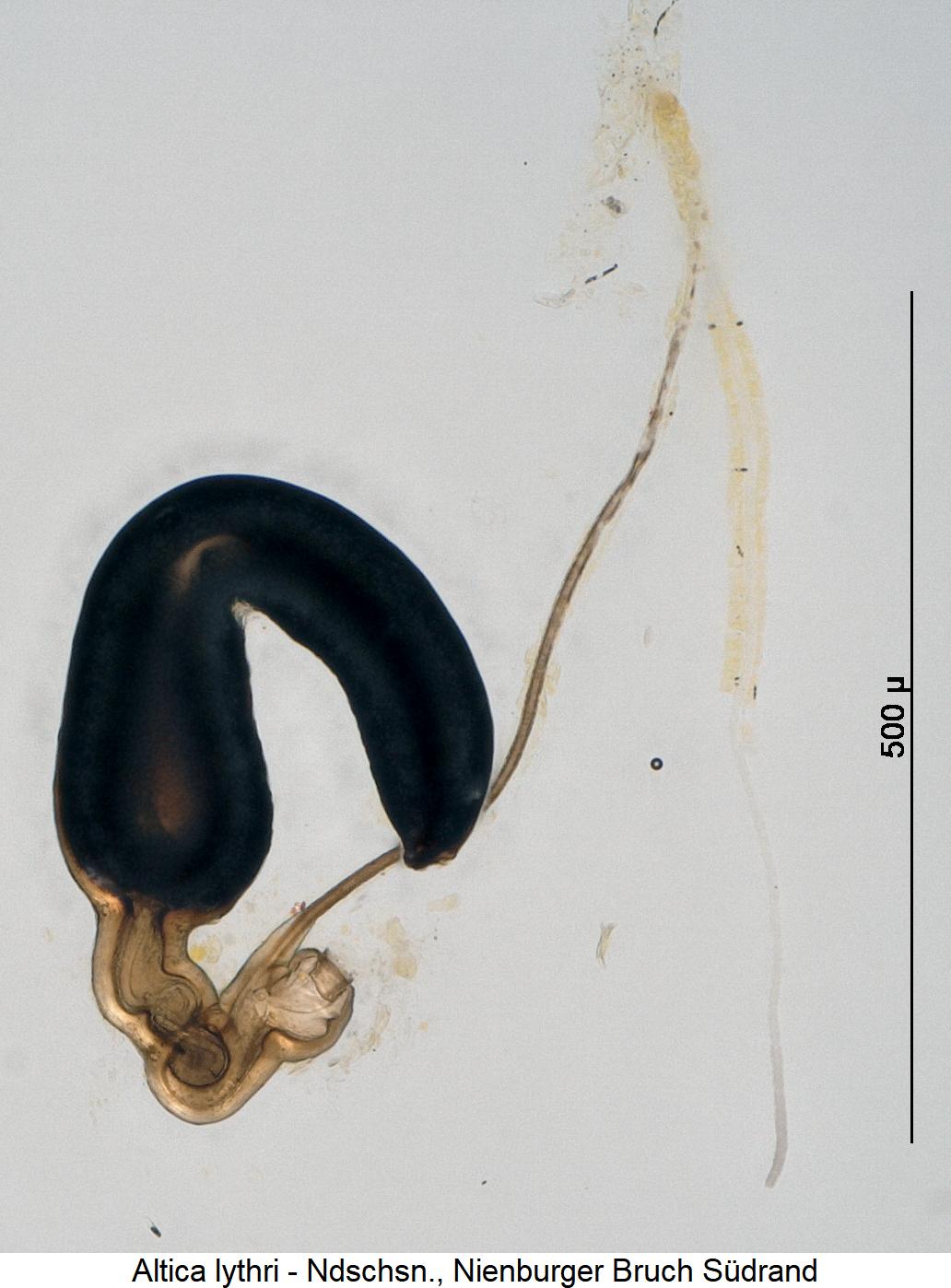 ALTICA LYTHRI