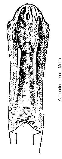 ALTICA OLERACEA